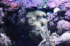 Visite de l'aquarium de Gênes le monde du corail