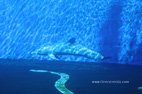 Visite de l'aquarium de Gênes les dauphins joueurs