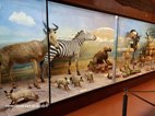 Visite de l'ile d'Aix le musée Africain