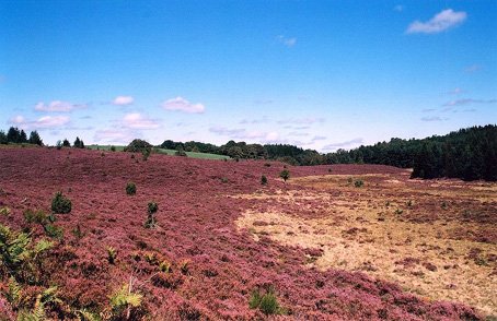 Visite de la ville de Ussel paysages de bruyères