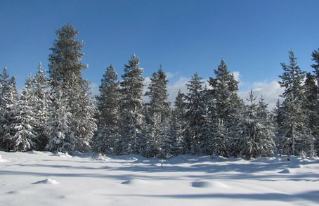 Visite de la ville de Ussel paysages de pins Douglas