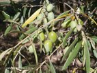 Les mémoires de la garigue, ici des olives produites sur le site