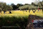 Les mémoires de la garigue, ici un champ d'oliviers