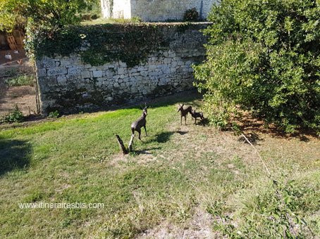 Visite du Château de Lescours chevreuils en bronze