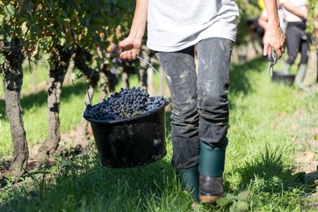 Visite du Château de Lescours les vendanges se font de manière traditionnelle