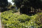 visite des jardins de la lamproie