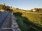 Visite de Saint Emilion les vignes bordant la ville