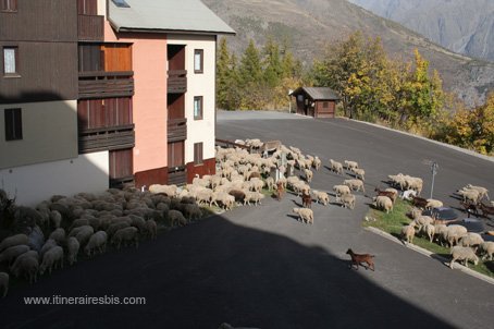 Visite de Puy Saint Vincent l'estive des moutons