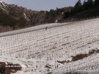 Visiter Puy St Vincent le travail des vignes en hiver