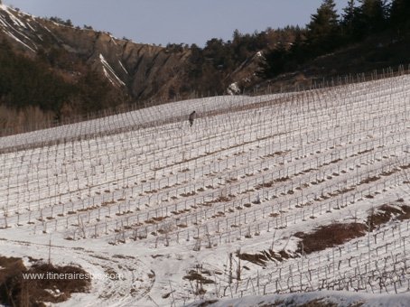 Visite de Puy Saint Vincent le travail des vignes en hiver