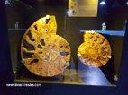Visite de l'Aquarium de Crète coquillage fossile