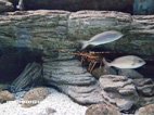 Visite de l'Aquarium de Crète langouste