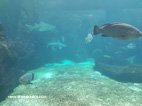 Visite de l'Aquarium de Crète les requins