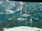 Visite de l'Aquarium de Crète poissons et tortues