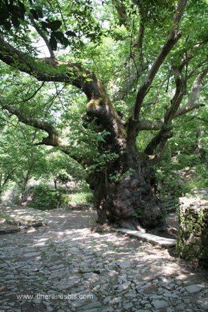 photo Visite de la ville d'Argyroupolis le Platane qui aurait dit-on plus de 2000 ans