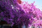 Vister Agia Galini Bougainvilliers