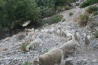 Visiter Zaros la gorge de Rouvas et les moutons