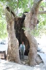 Visiter Zaros le monastère Vrontissi le platane énorme
