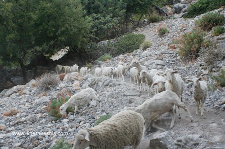 Visite de Zaros la gorge de Rouvas on y croise des moutons