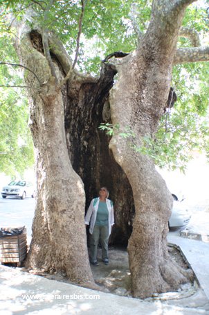 Visite de Zaros le monastère Agios antonios l'énorme platane
