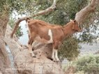 Site archéologique de Polyrinia chèvre étonnée de nous voir