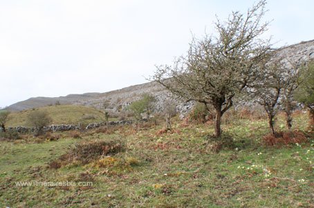 Randonnée dans le parc de Burren La végétation réapparait