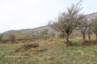 Randonnée dans le parc du Burren arbres