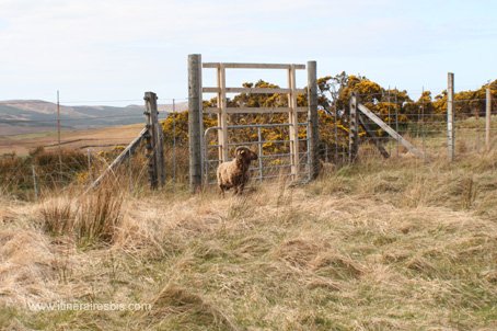Randonnée dans le parc national du connemara un belier