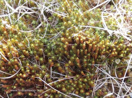Randonnée dans le parc national du connemara la flore