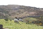 Randonnée dans le parc national du Connemara moutons du Connemara