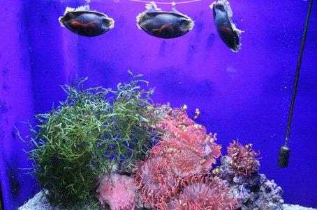 Visite de l'aquarium de Gênes des oeufs de roussette