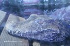 Visite de l'aquarium de Gênes inqiétants caïmans