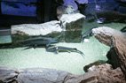 Visite de l'aquarium de Gênes les esturgeons