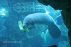 Visite de l'aquarium de Gênes le monde des lamentins