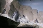 Visite de l'aquarium de Gênes le monde des manchots