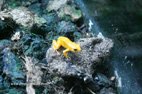 Visite de l'aquarium de Gênes le monde de l'amazonie