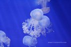 Visite de l'aquarium de Gênes le monde des méduses