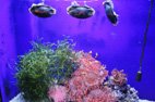 Visite de l'aquarium de Gênes oeufs de poissons