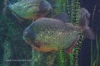 Visite de l'aquarium de Gênes les piranhas voraces