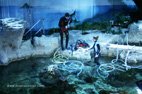 Visite de l'aquarium de Gênes les plongeurs qui nettoient les bassins