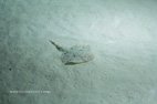 Visite de l'aquarium de Gênes les raies