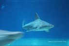 Visite de l'aquarium de Gênes les mystérieux requins