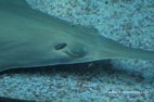 Visite de l'aquarium de Gênes étrange oeil du poisson scie