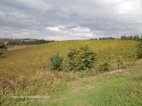 Visite des caves Montecarponne Jesi des vignes à perte de vue