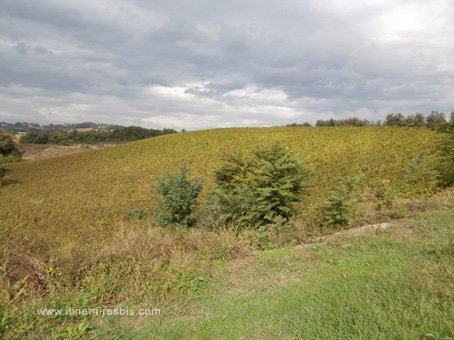 Visite des caves Montecappone à Jesi la vigne à perte de vue