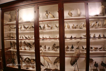 Visite de la ville de Fermo le musée ornithologique