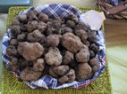 Chasse à la truffe avec Marcheholiday