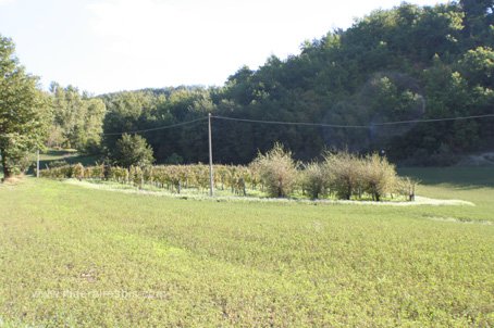 Champ où l'on prépare les futurs arbres qui produiront les truffes