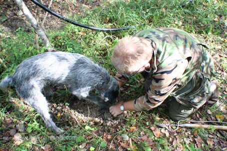 Acqualagna chasse à la truffe le chien en plein travail de recherche