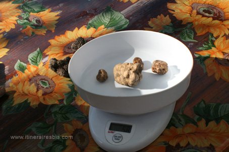 Acqualagna chasse à la truffe la pesée des truffes blanches